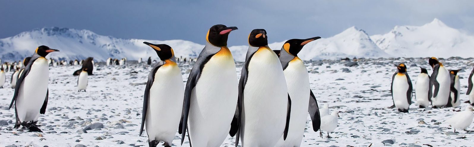 Banner-Home-Antarctica Banner-Home-Antarctica