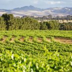 Vineyard-view
