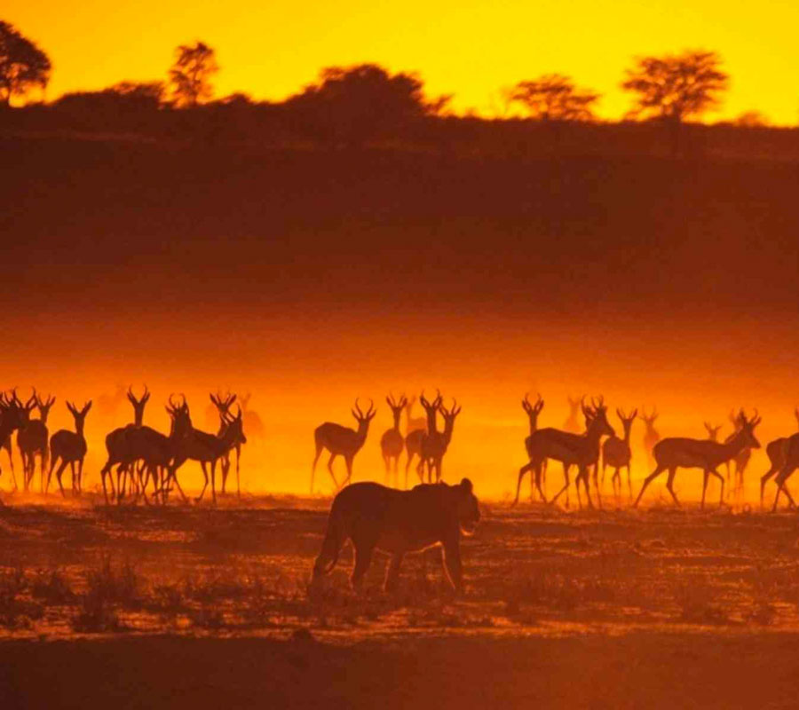 tanzania-safari